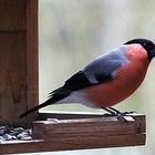 er war wieder hier in meinem Garten der Dompfaff