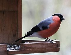 er war wieder hier in meinem Garten der Dompfaff