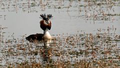 "Er war zu weit und es s war trübes Wetter" - Mist aber auch