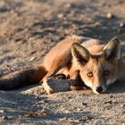 Er war zum Glück zu faul, um wegzulaufen. In der Sonne dösen ist halt unschlagbar. :)