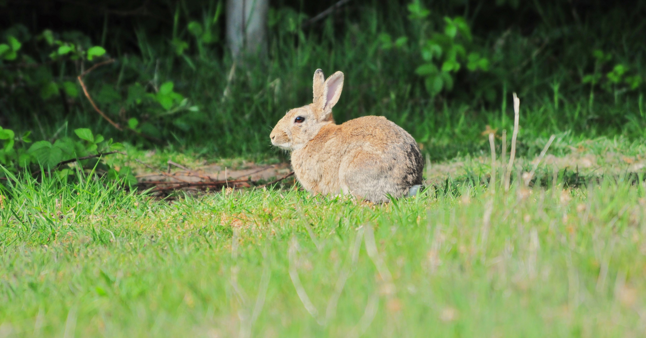 Er wartet schon..., die Ruhe vor dem Ostersturm......