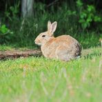 Er wartet schon..., die Ruhe vor dem Ostersturm......