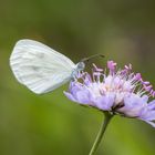 Er wartet wohl auf den Sommer