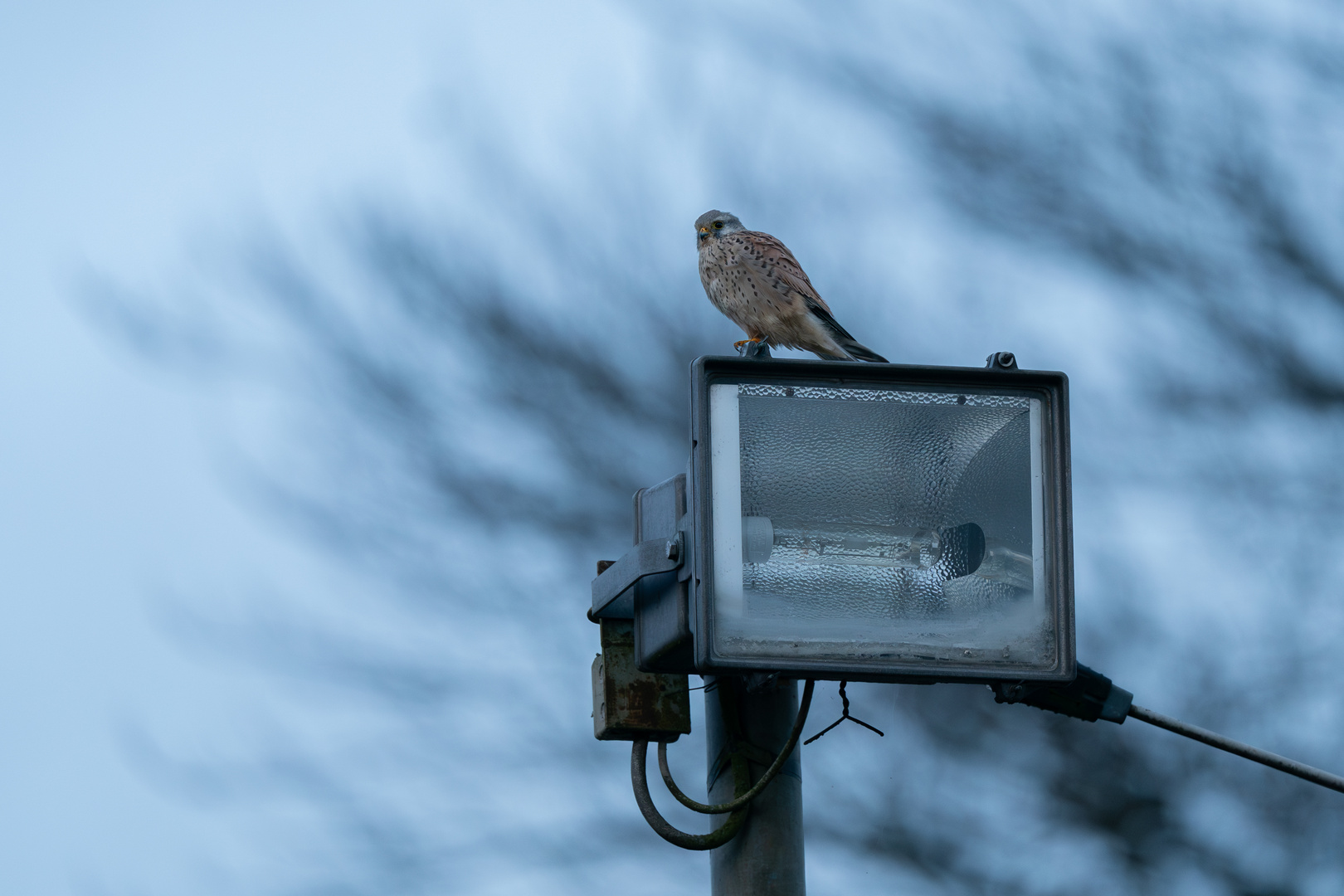 Er wartet wohl bis das Licht angeht bevor er zur Jagd geht :-)