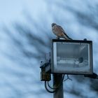 Er wartet wohl bis das Licht angeht bevor er zur Jagd geht :-)