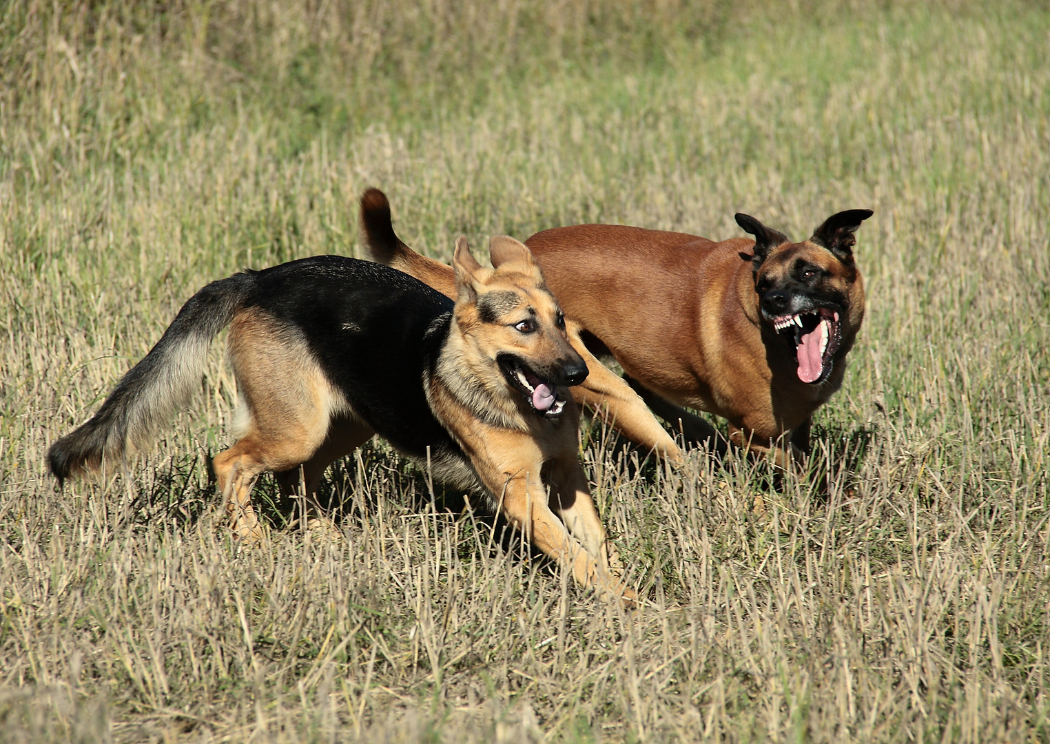 Er: "Weg da!" - Sie: "Huch, geh ja schon..."