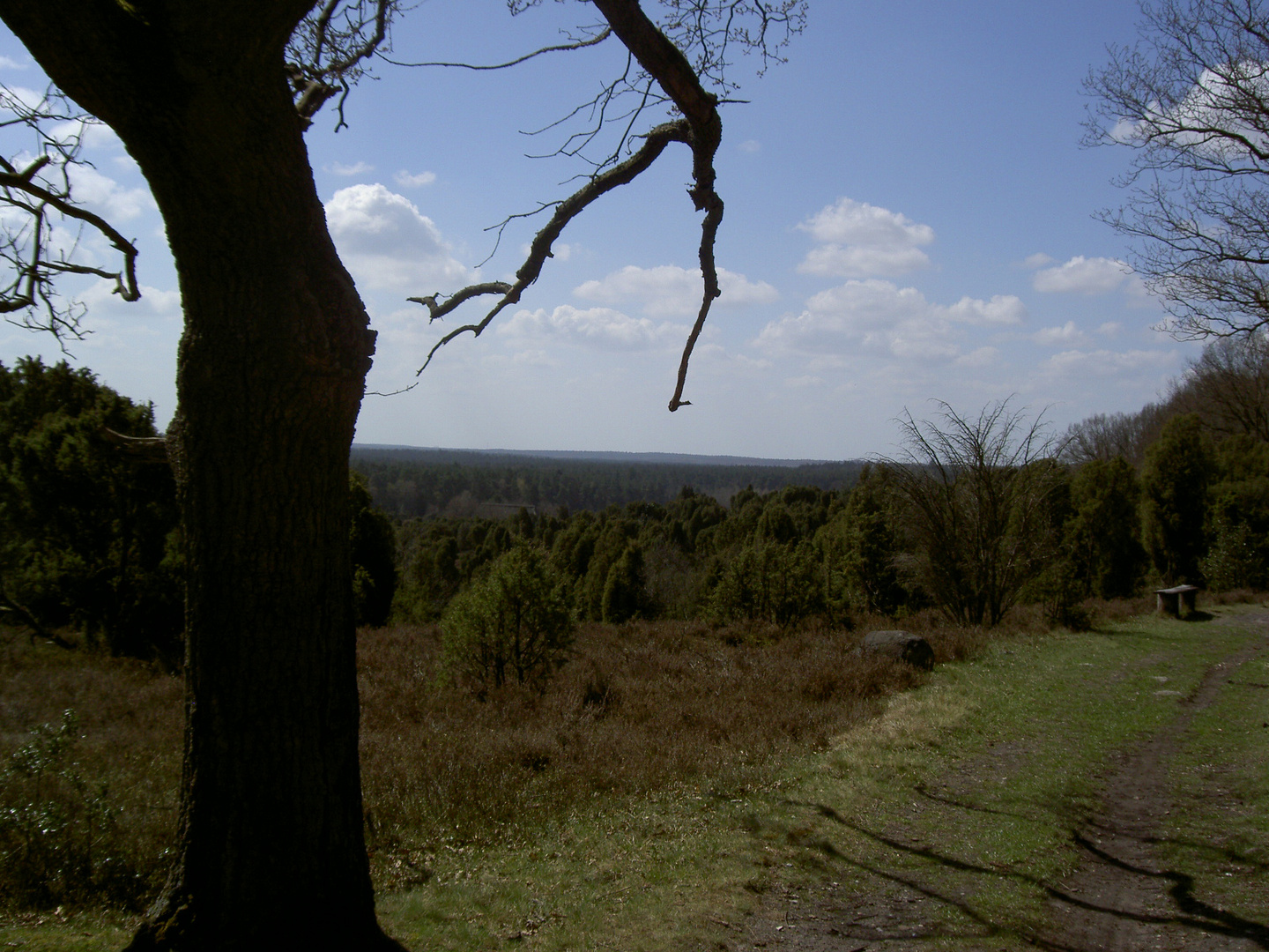 Er weist uns den Weg, der Baum.