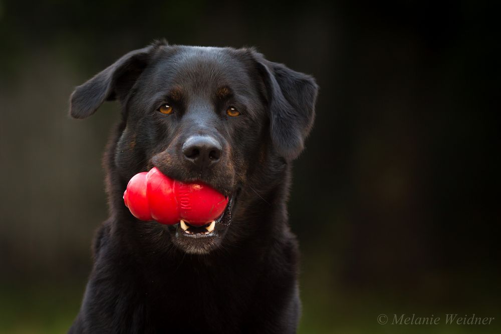 Er will nur spielen....