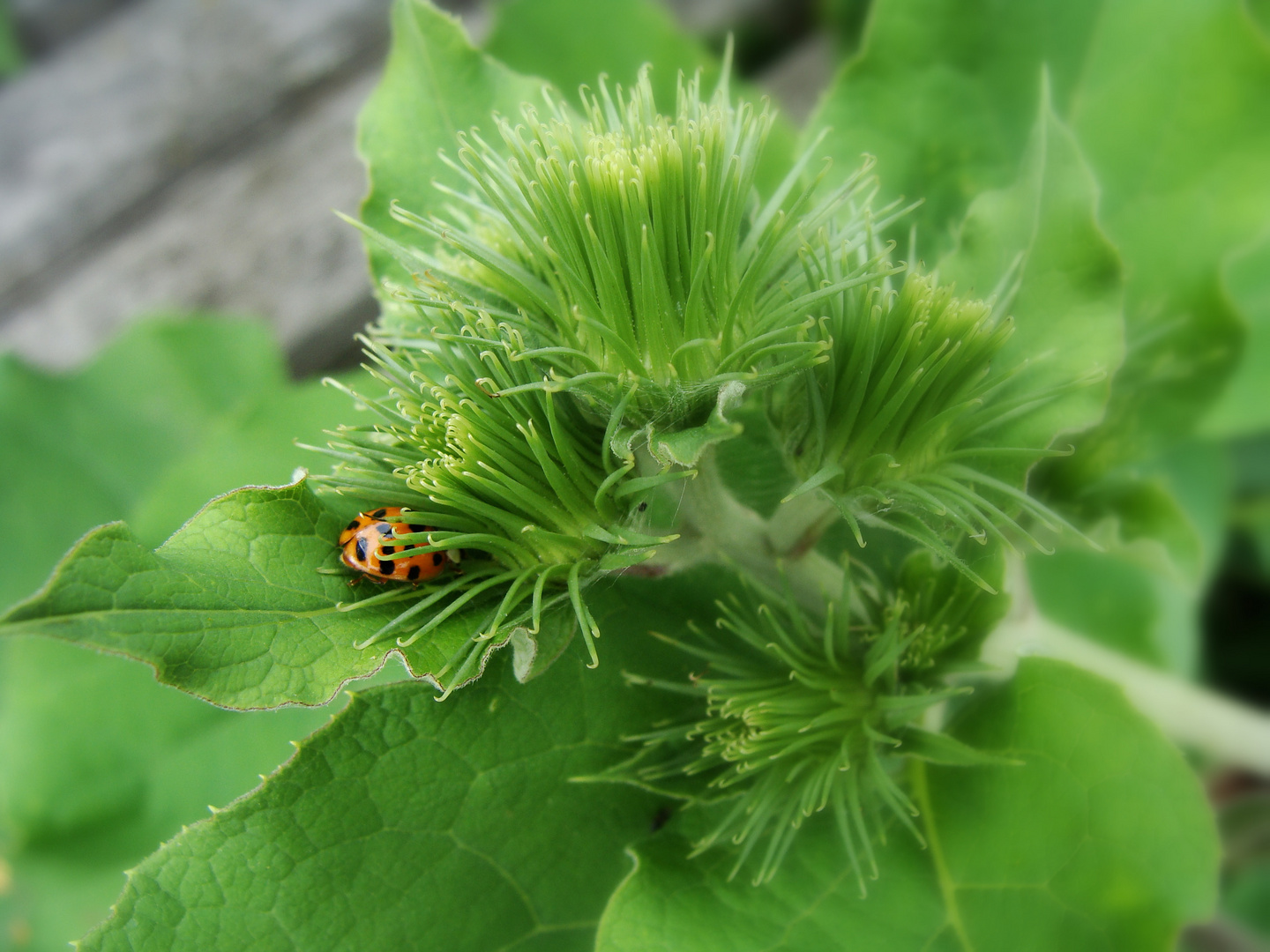 Er will sich verstecken