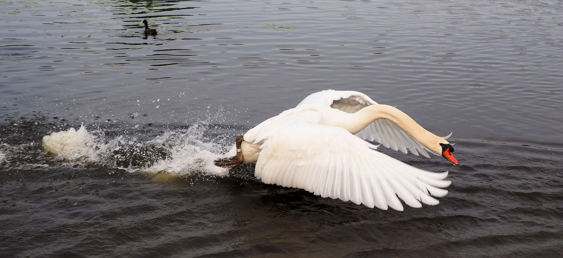 Er wird nicht müde die Enten zu verfolgen … 