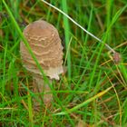 Er wird sich zu einem schönen Schirmtragenden Pilz entwickeln.