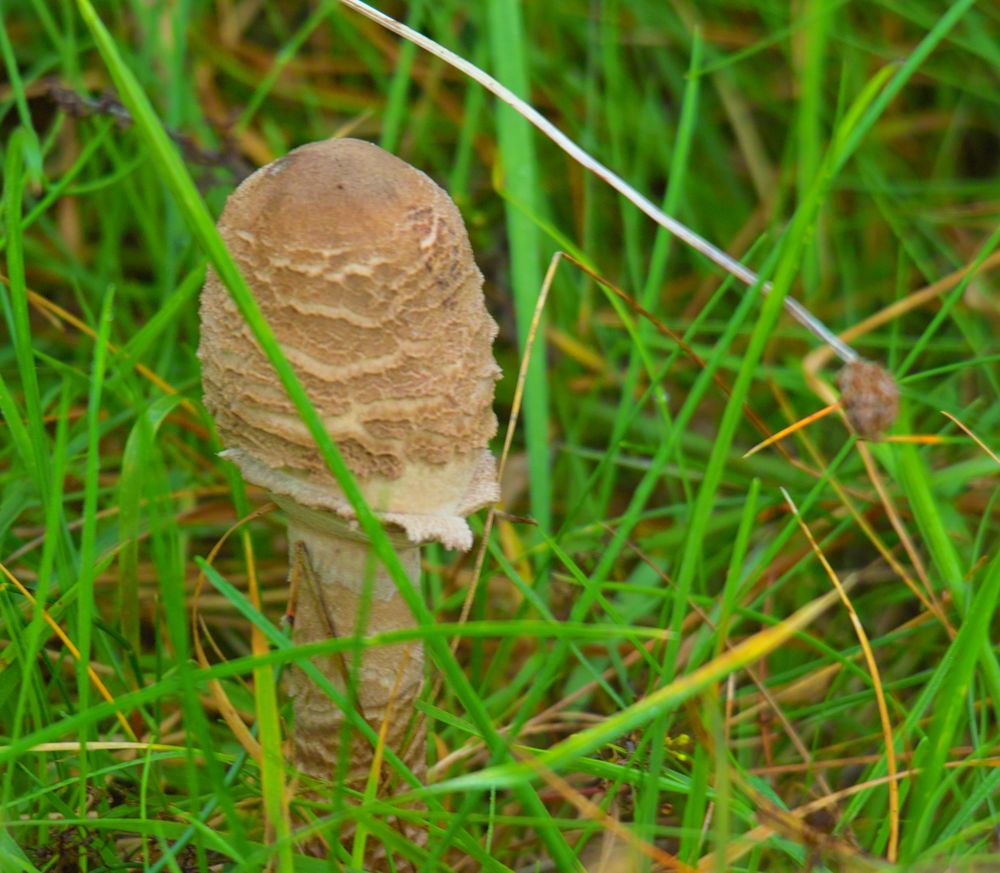 Er wird sich zu einem schönen Schirmtragenden Pilz entwickeln.