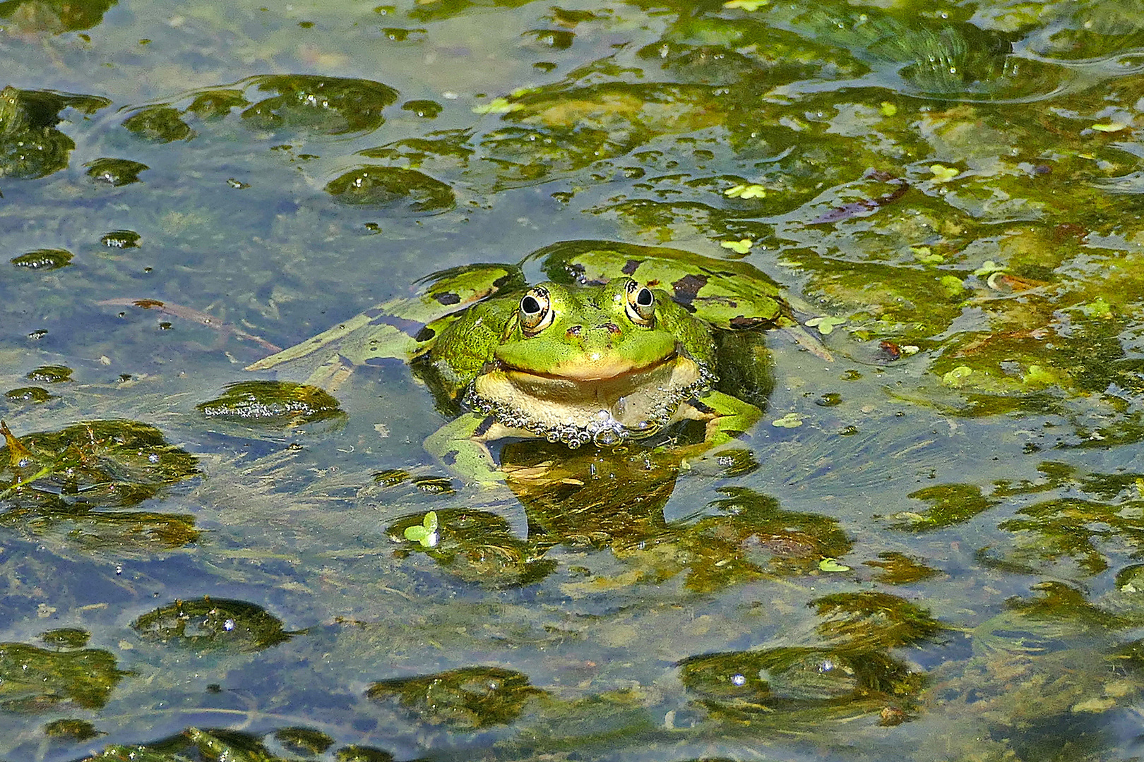 er wirft ganz schön Bläschen