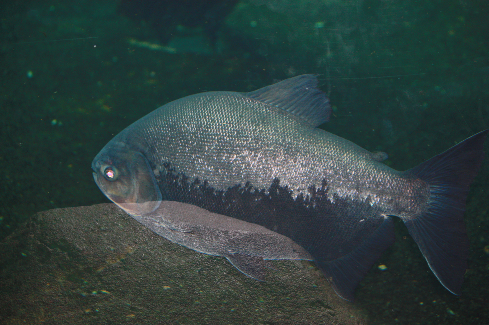 er wirkte, wie aus Glas durch die Scheibe des Aquariums