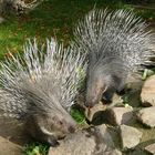 "Er wollte meine Möhre stehlen !!", agressive Stachelschweine im Krefelder Zoo 