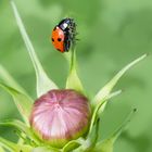 Er wollte nicht fliegen