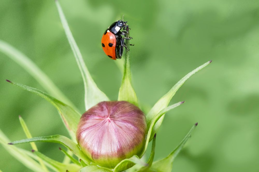 Er wollte nicht fliegen