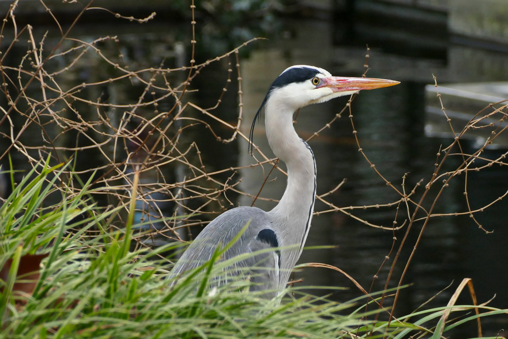 er wollte unbedingt fotografiert werden