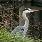 er wollte unbedingt fotografiert werden