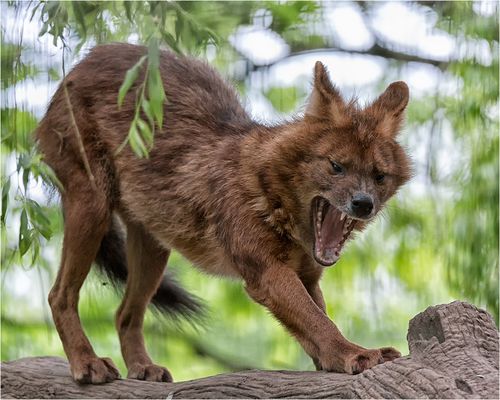 Er zeigt was er zu bieten hat.....