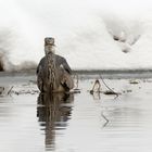 Er zog immer ein Show ab... Graureiher (Ardea cinerea) mit Beute