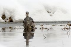 Er zog immer ein Show ab... Graureiher (Ardea cinerea) mit Beute