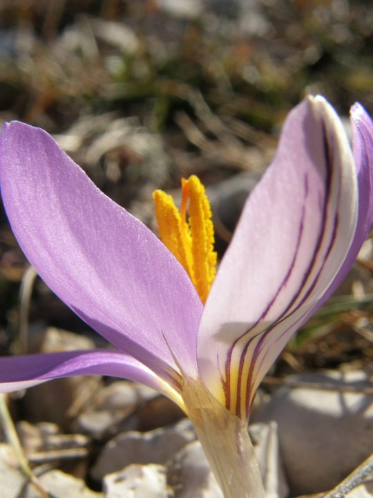 Era un fiore piccolo, poi......