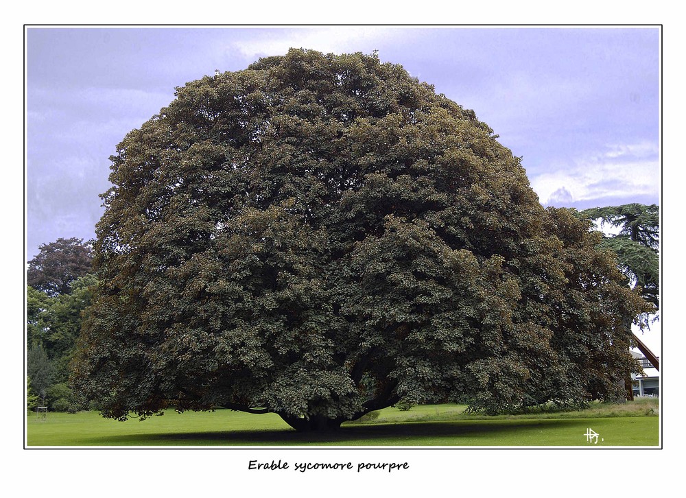 érable sycomore pourpre