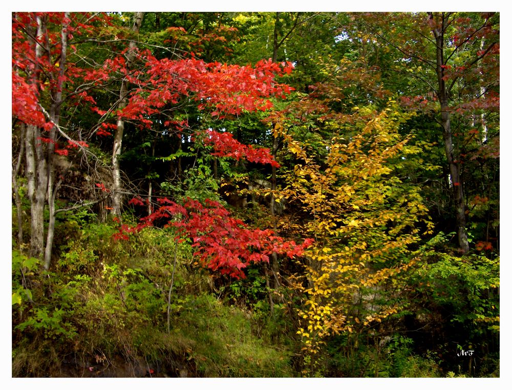 Erables en automne au Québec