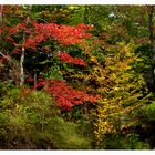 Erables en automne au Québec