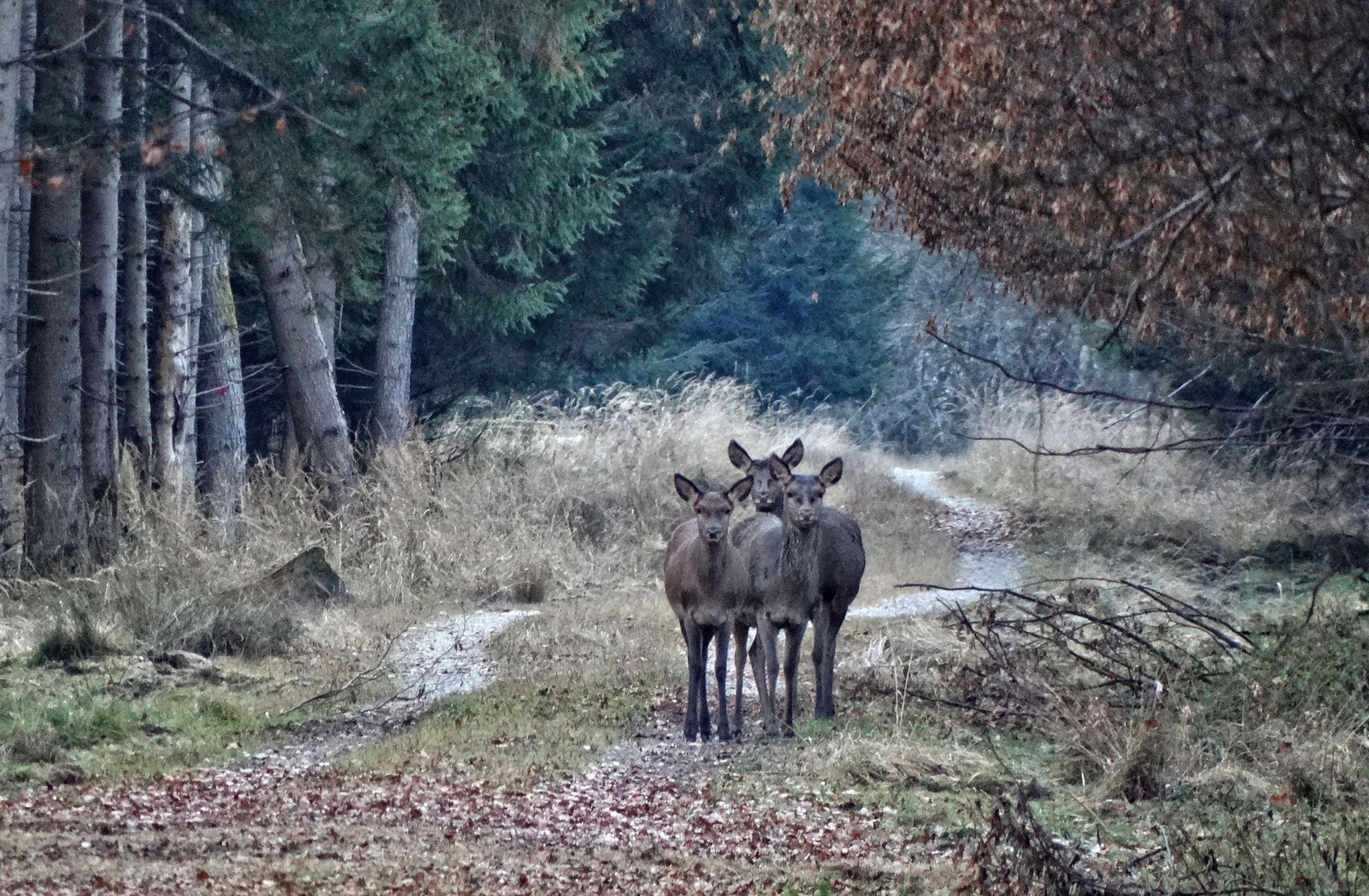 Eräugt