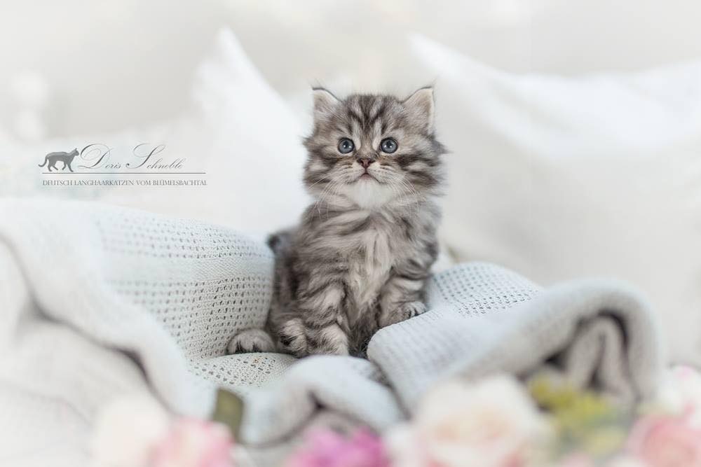 Eragon Deutsch Langhaar Kitten Foto Bild Katze Kitten