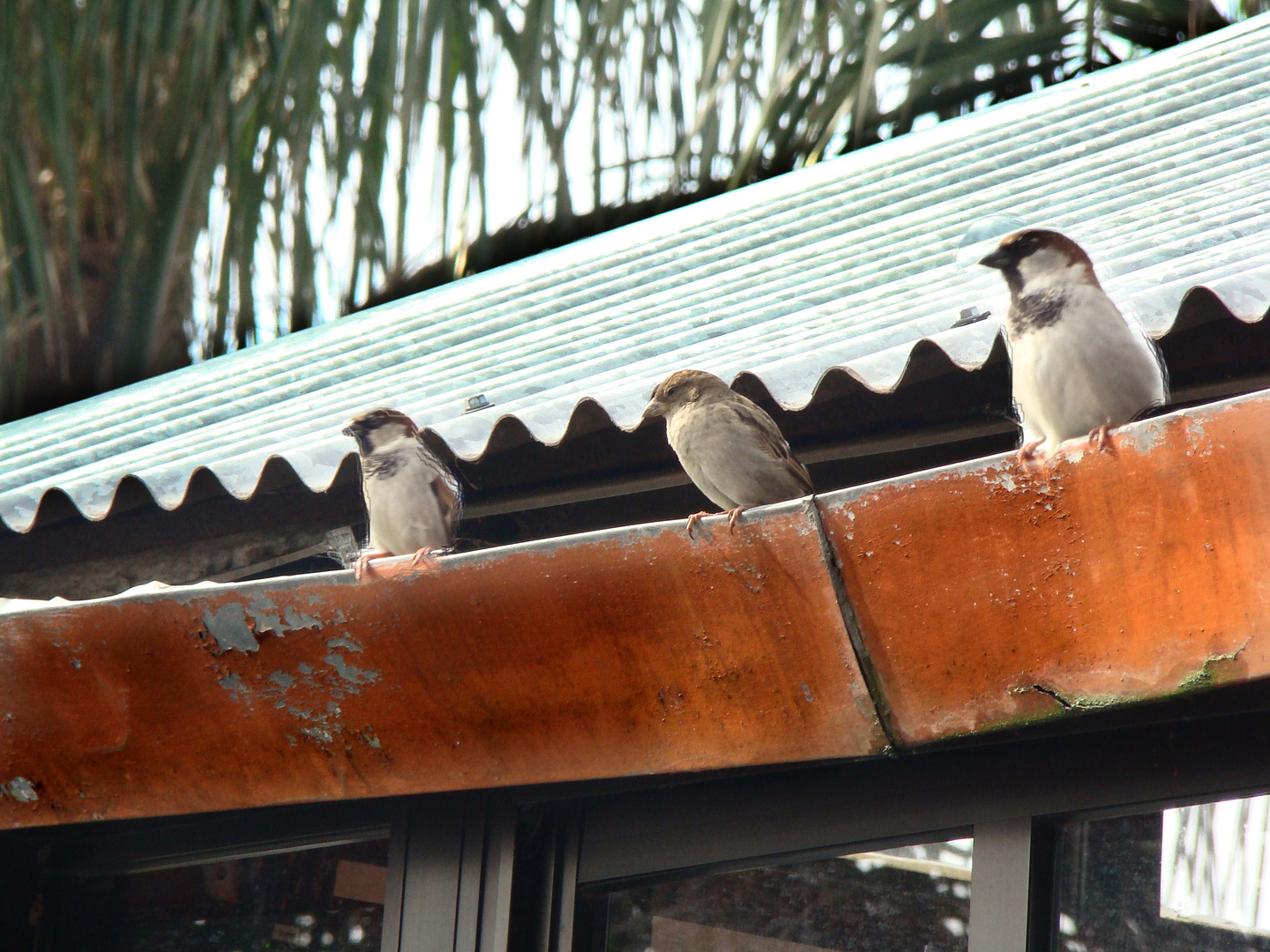 Eran pájaros, no palomas