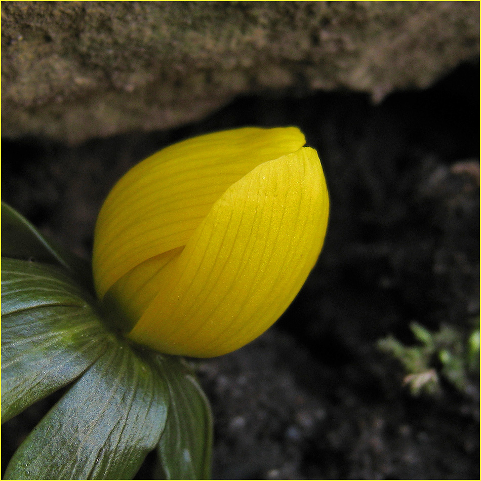 Eranthis