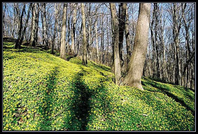 Eranthis hiemalis - Der Winterling