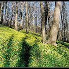 Eranthis hiemalis - Der Winterling