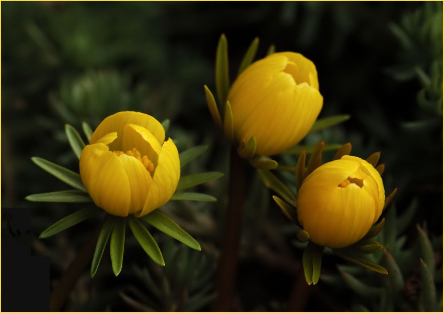 Eranthis hyemalis