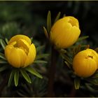 Eranthis hyemalis