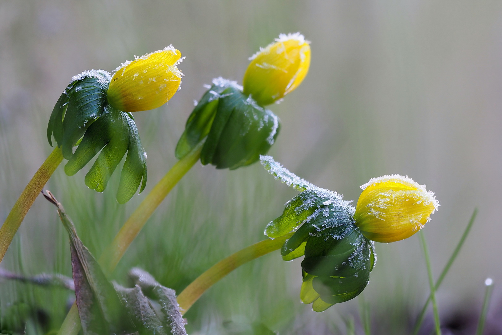 Eranthis Hyemalis