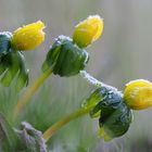 Eranthis Hyemalis