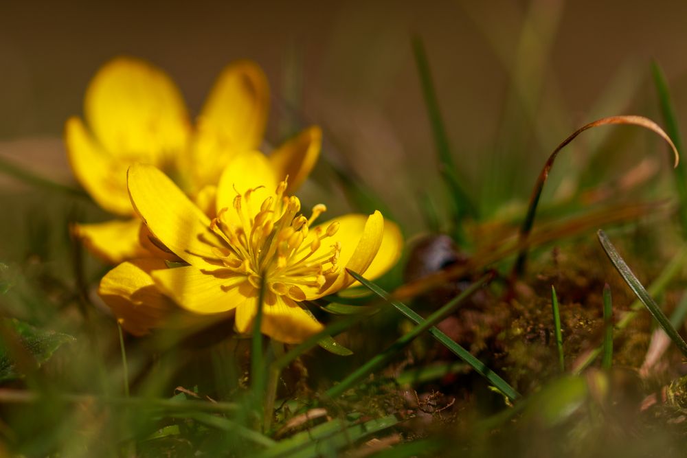 Eranthis Hyemalis