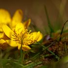 Eranthis Hyemalis