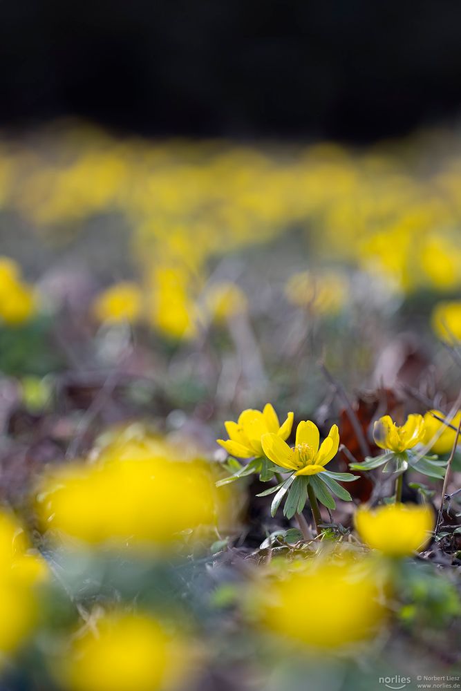 eranthis hyemalis