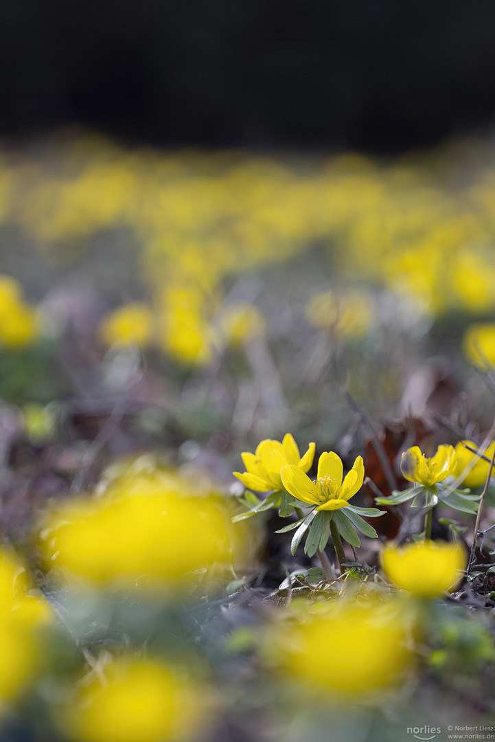 eranthis hyemalis