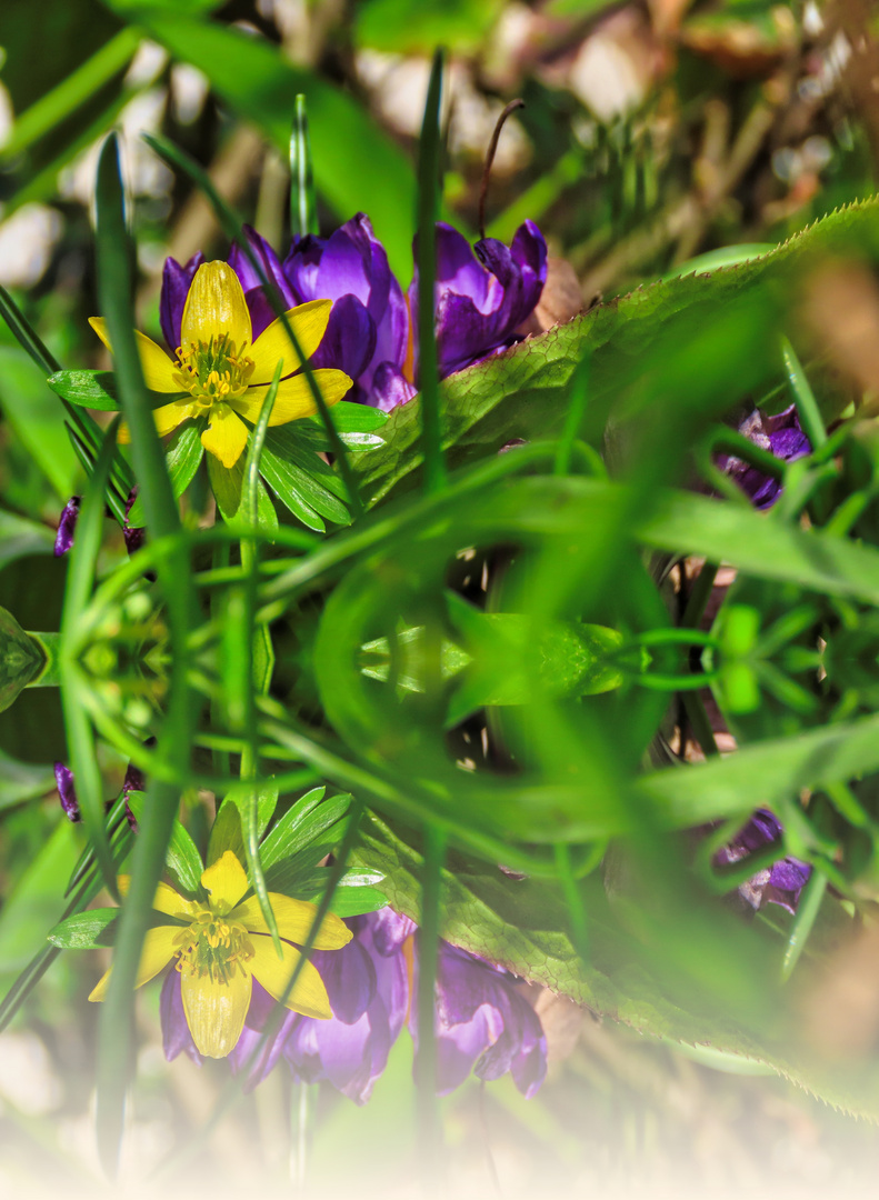 Eranthis hyemalis (L.) Salisb.Winterling - Spiegelung