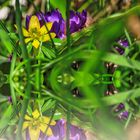 Eranthis hyemalis (L.) Salisb.Winterling - Spiegelung