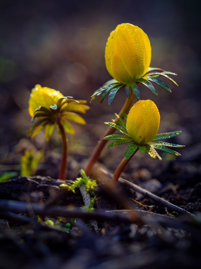 Eranthis hyemalis - Winterling