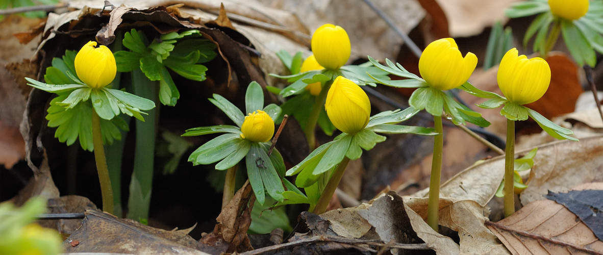 Eranthis hyemalis Winterling