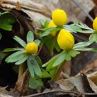 Eranthis hyemalis Winterling