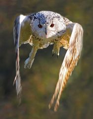 Erarbeiteter Sibirischer Uhu (wir geben nicht auf).